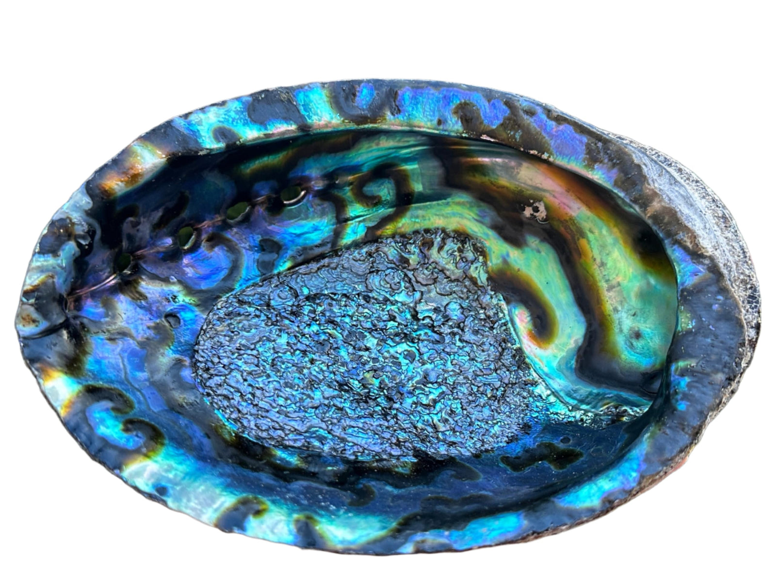 Abalone