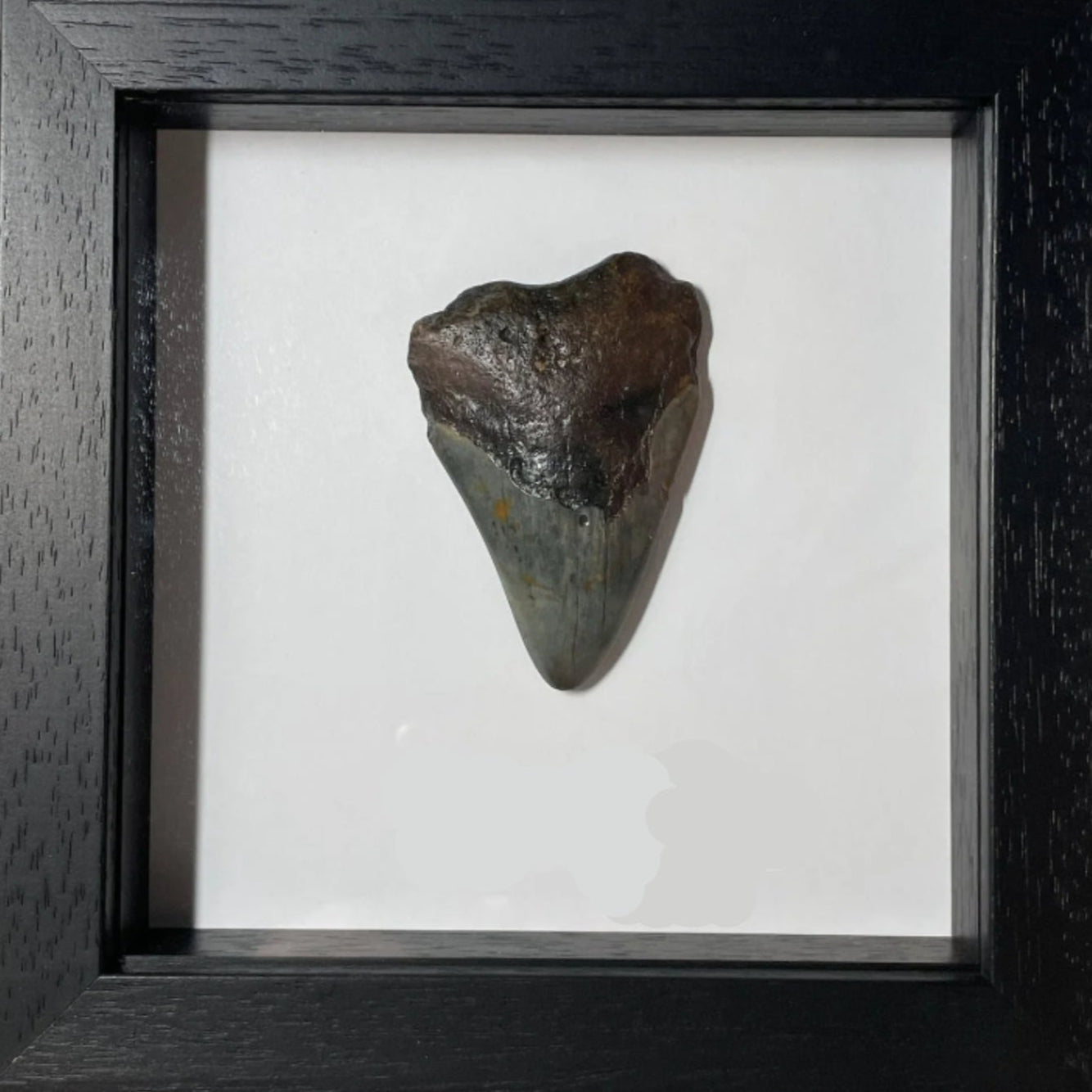 Megalodon Tooth in Frame