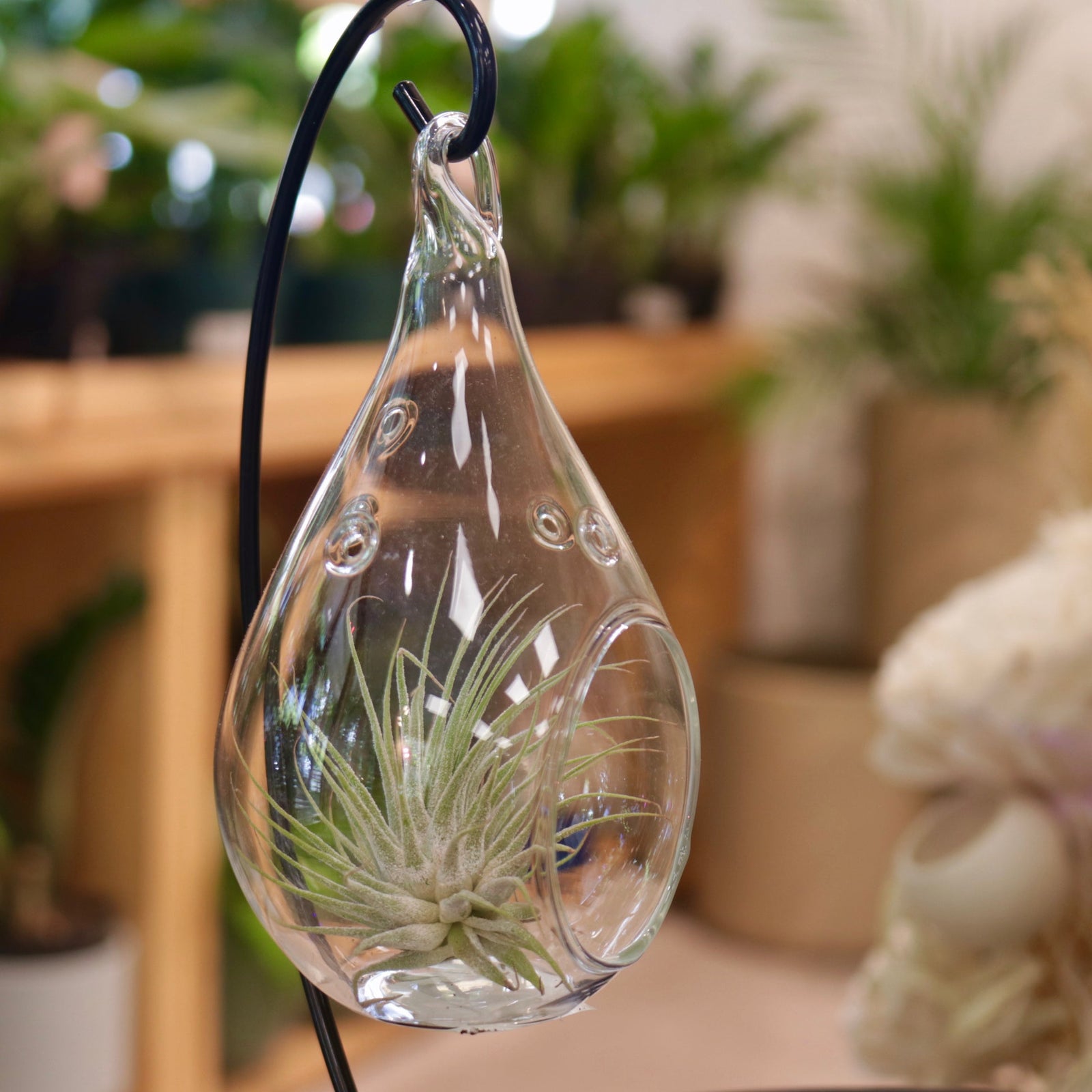 Air Plant