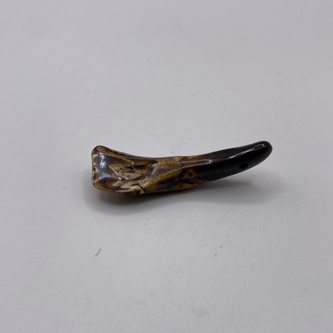 Buffalo Tooth