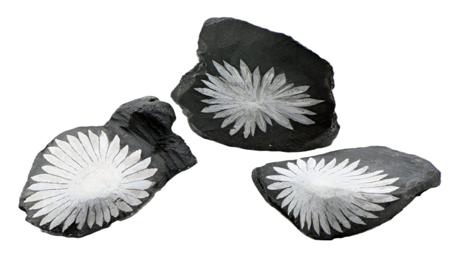 Chrysanthemum Stone