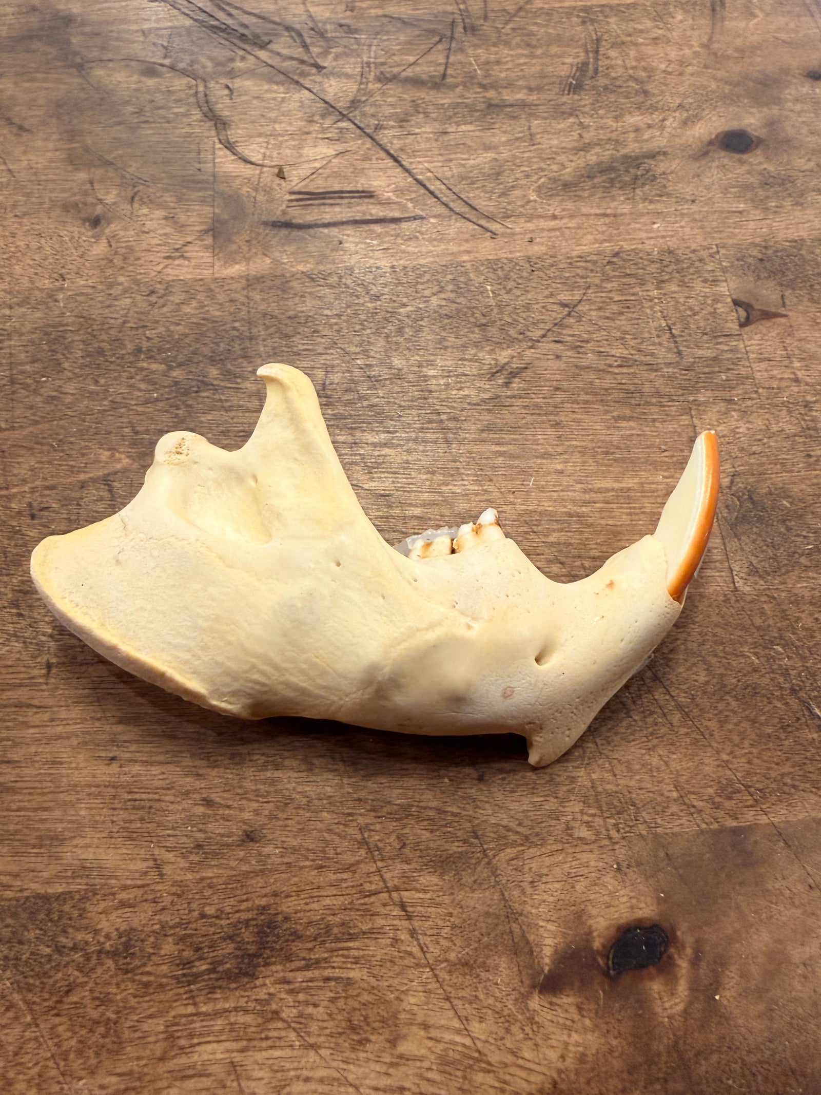 Beaver Jawbone