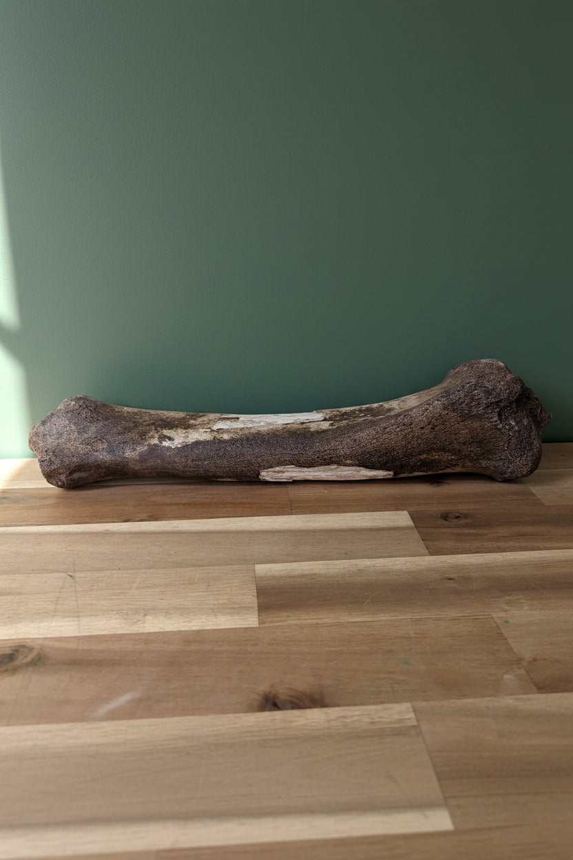 Bison Bone
