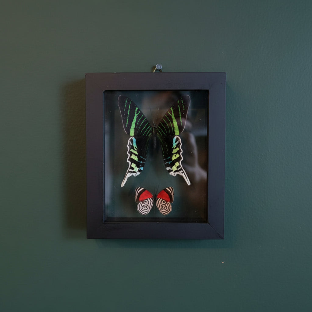 Mounted & Framed Butterflies