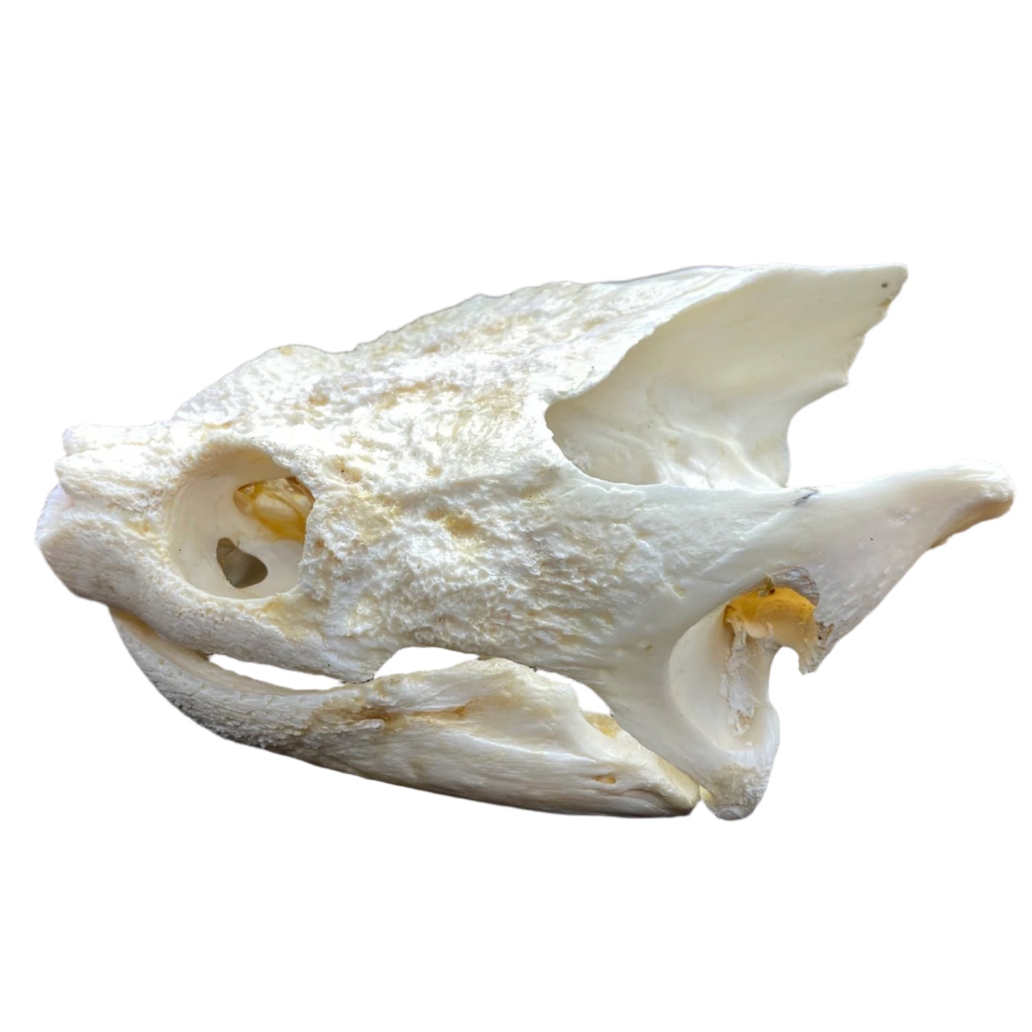 Turtle Skull