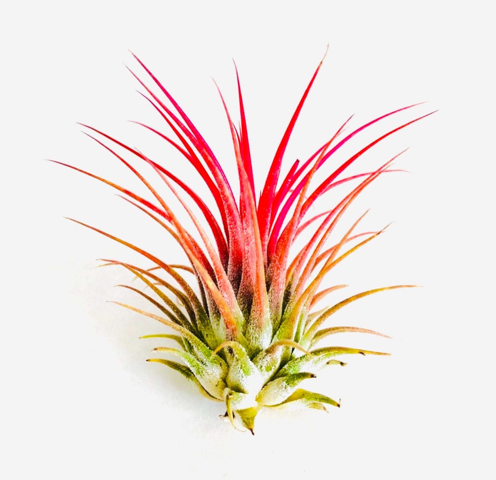 Air Plant