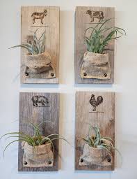 Air Plant