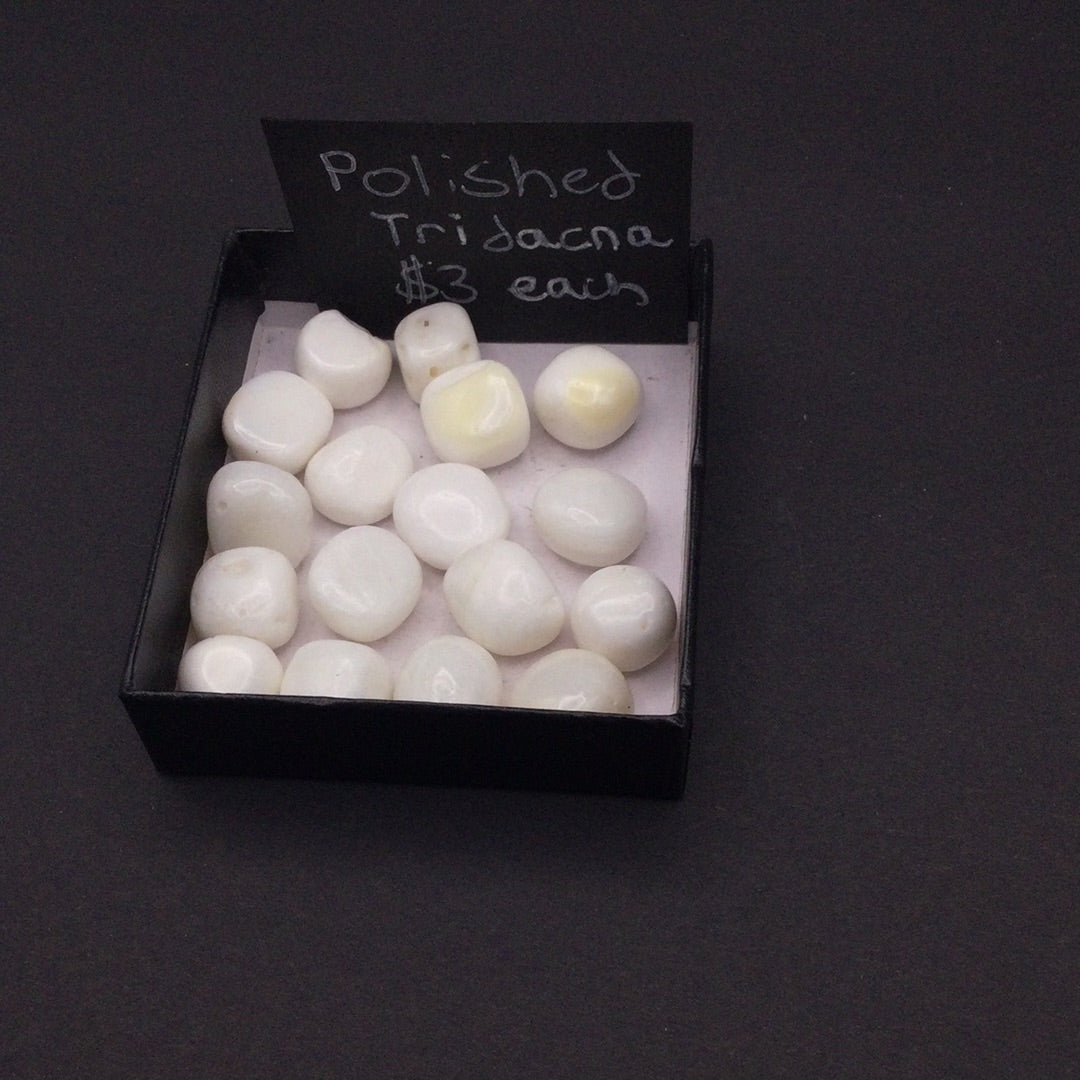 Polished Tridacna Shell