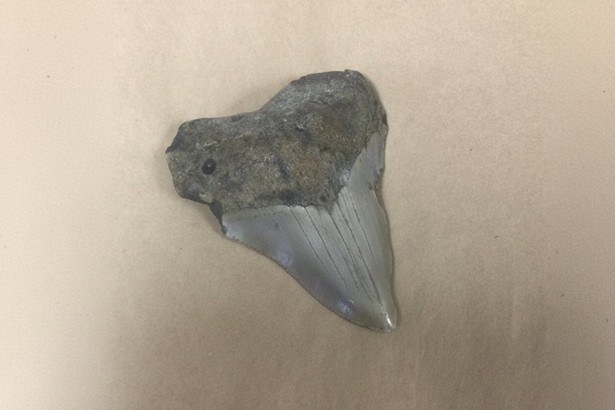 Megalodon Tooth in Frame