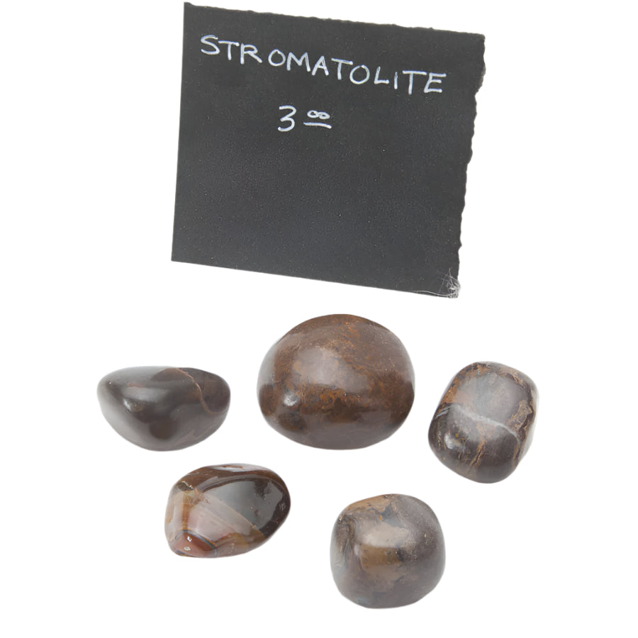 Stromatolite Tumbled