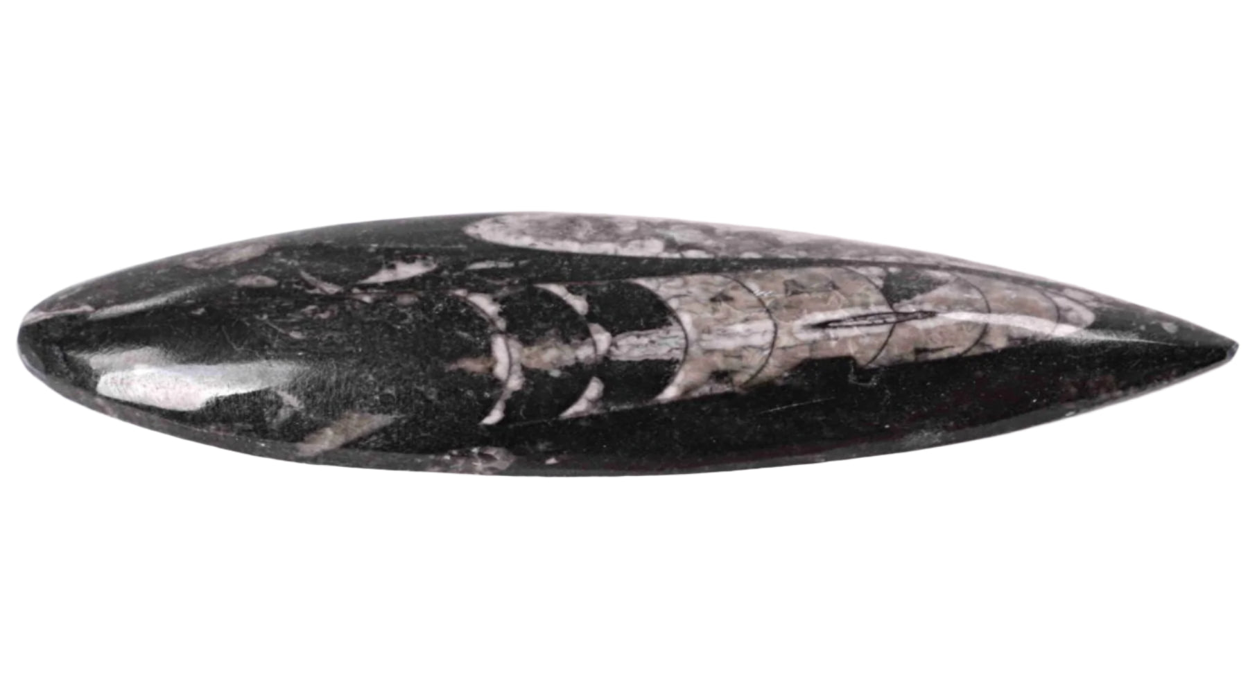 Fossils