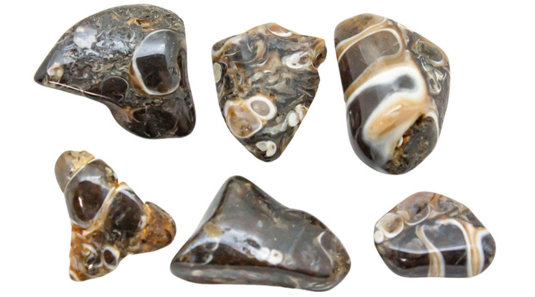 Turritella