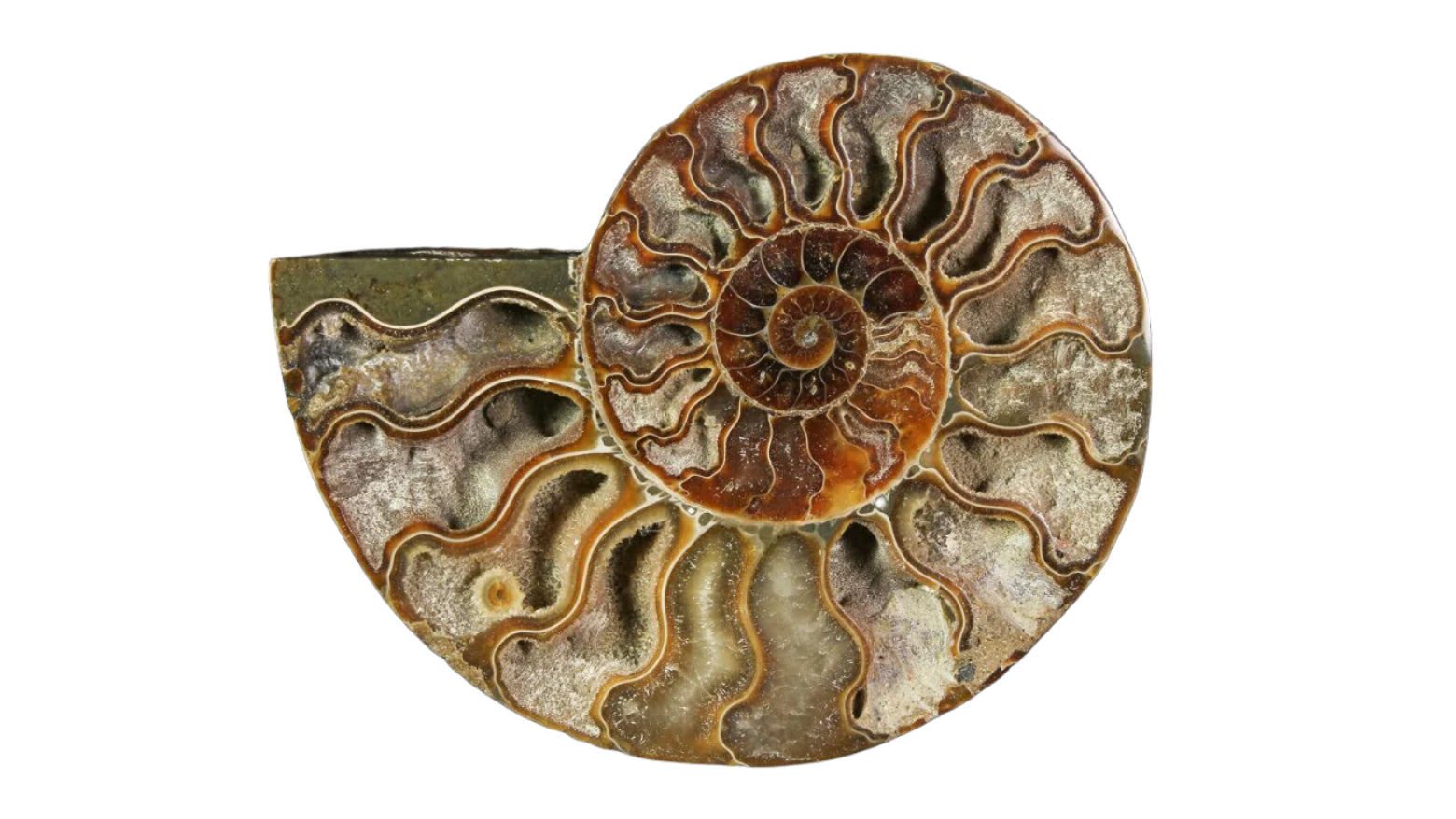 Ammonite