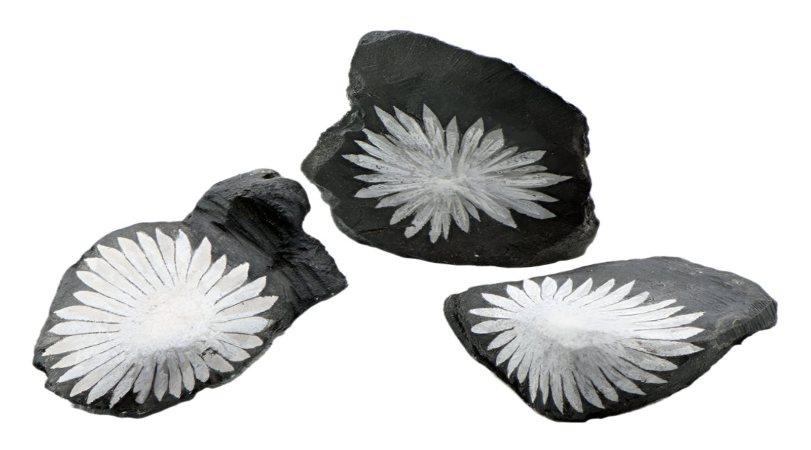 Chrysanthemum Stone