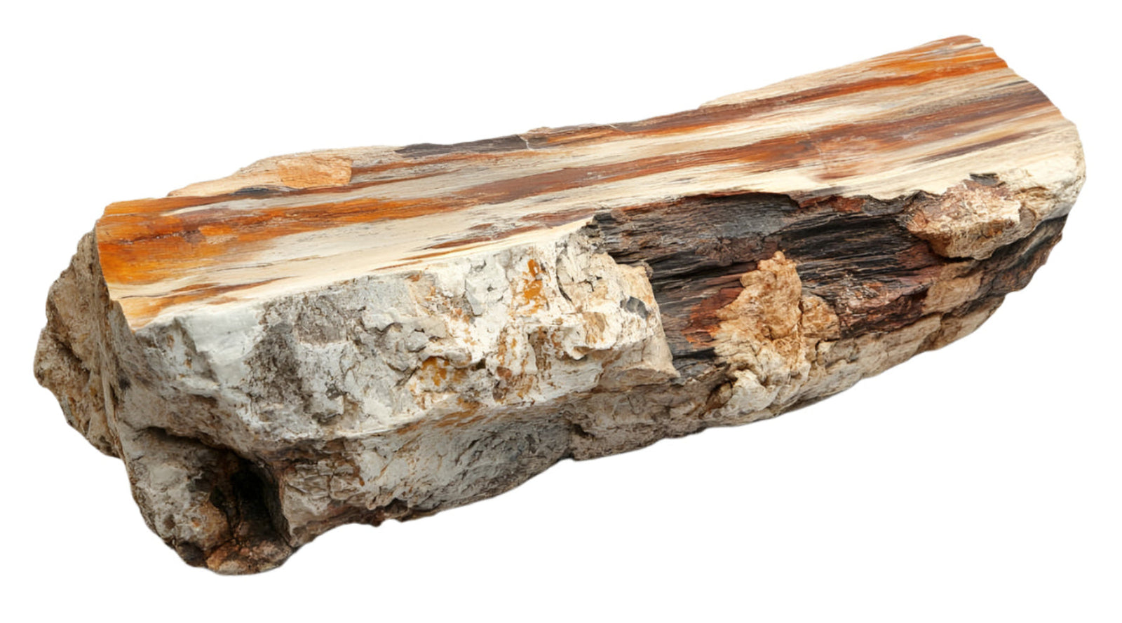 Petrified Wood
