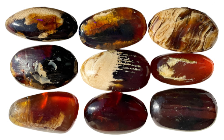 Zebra Amber