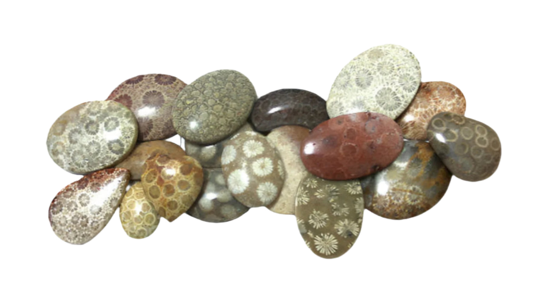 Coral Fossil