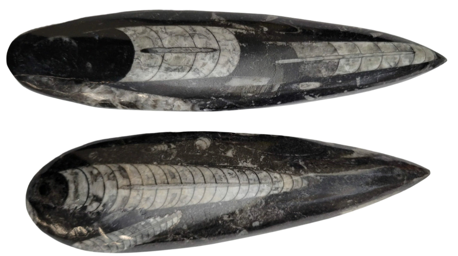 Orthoceras