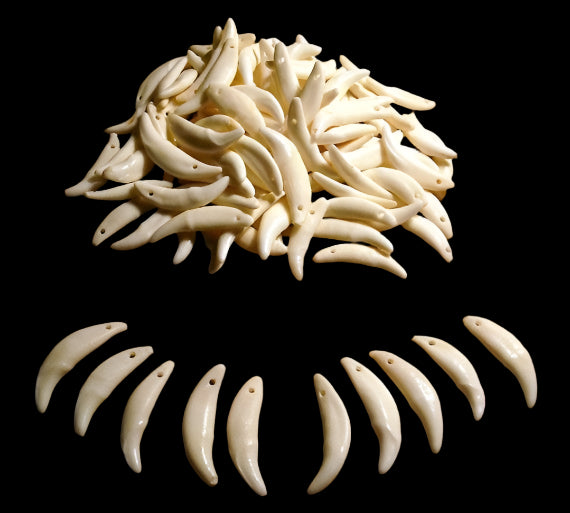 Coyote Tooth