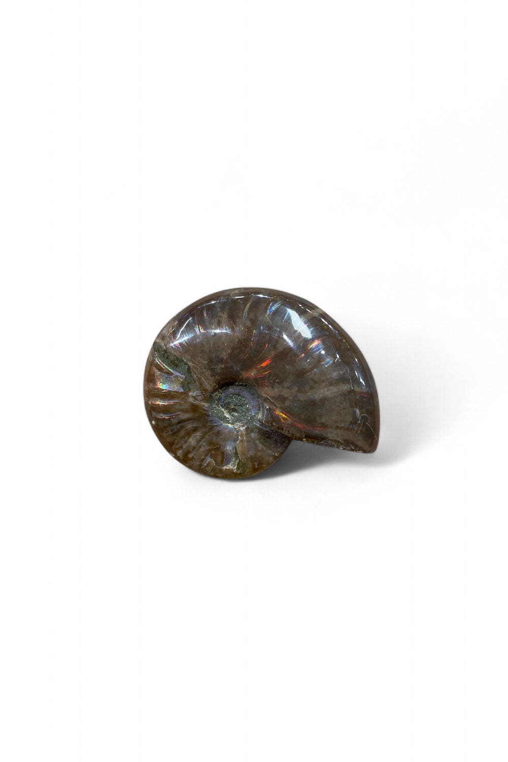 Ammonite Red Flash