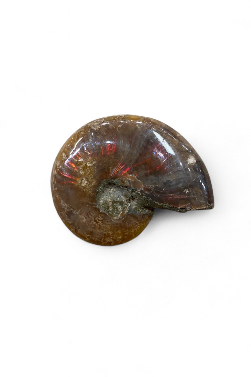 Ammonite Red Flash