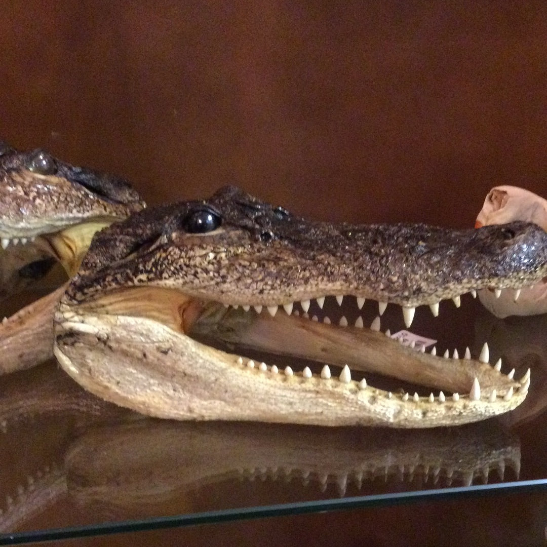 Alligator Head
