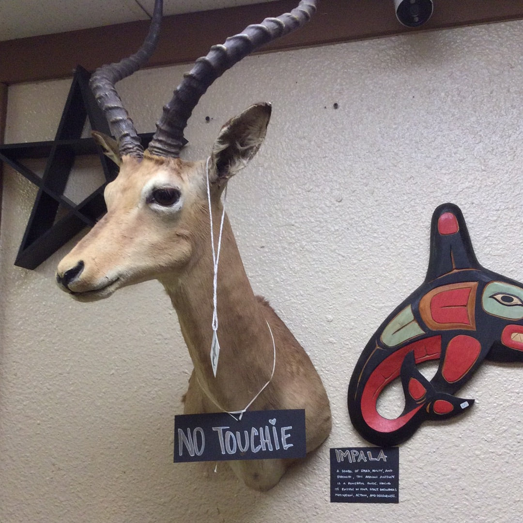 Taxidermy Mounts