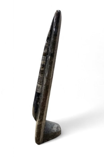 Orthoceras Single Stand