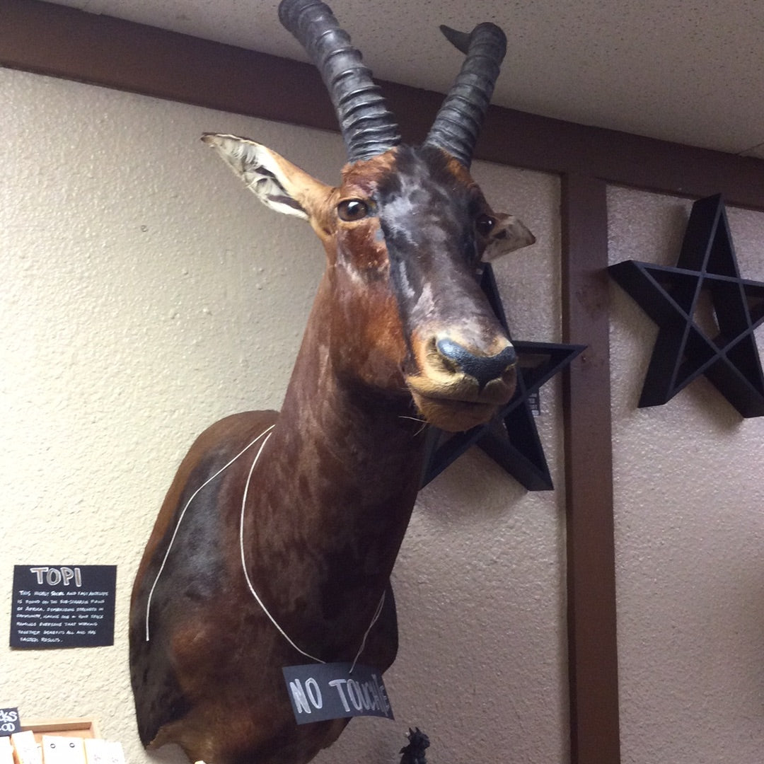 Taxidermy Mounts