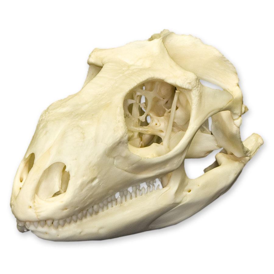 Iguana Skull