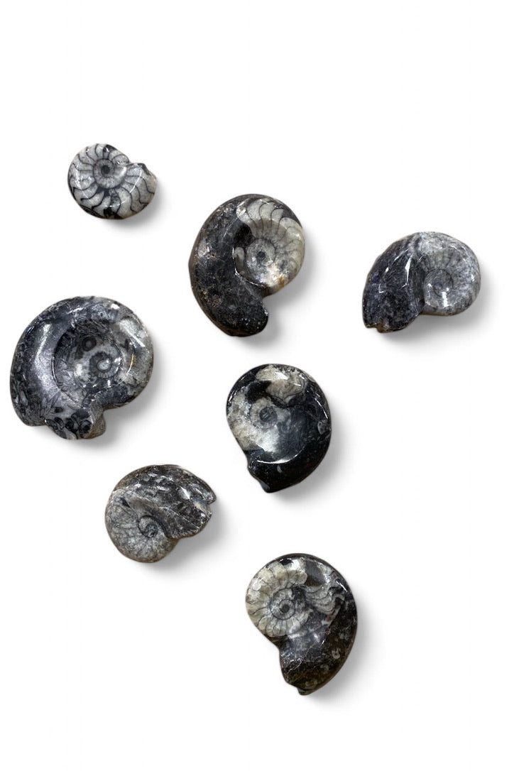Goniatite Fossil