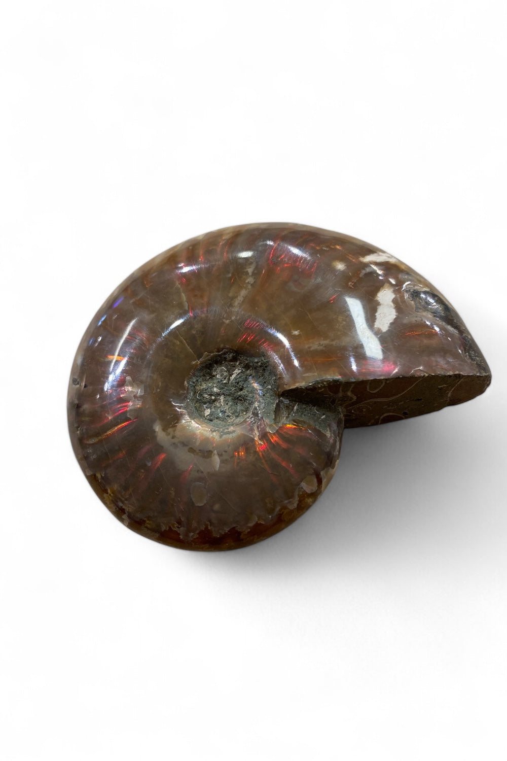 Ammonite Red Flash