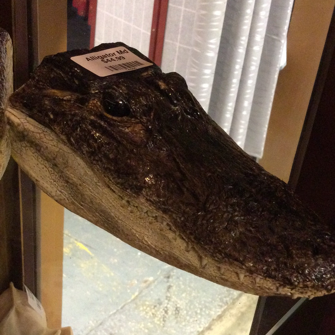 Alligator Head