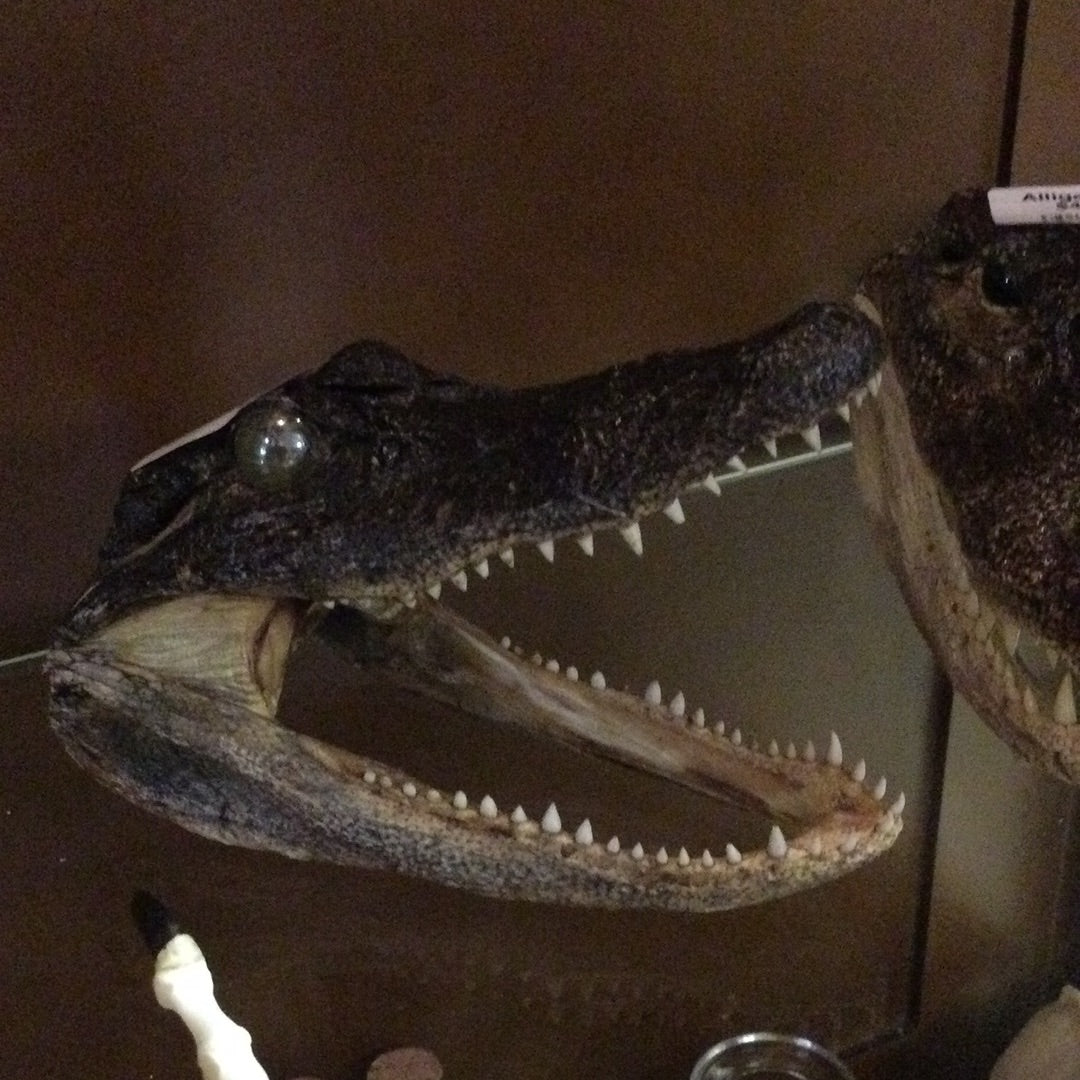 Alligator Head