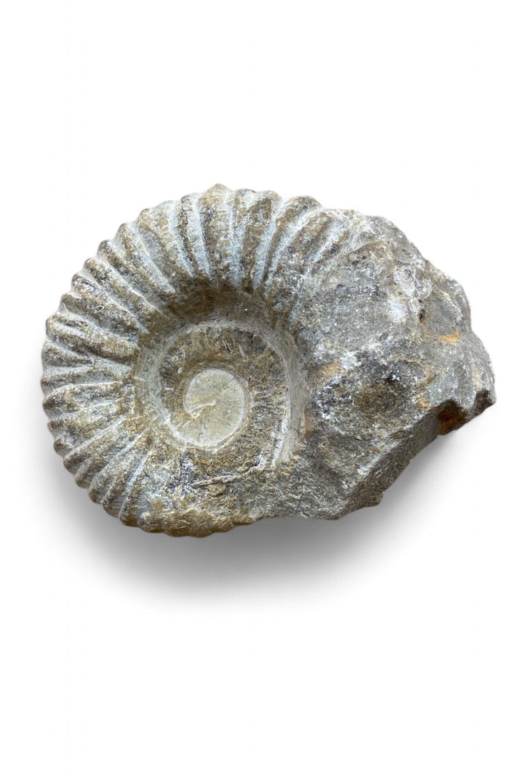 Large Ammonite Fossil