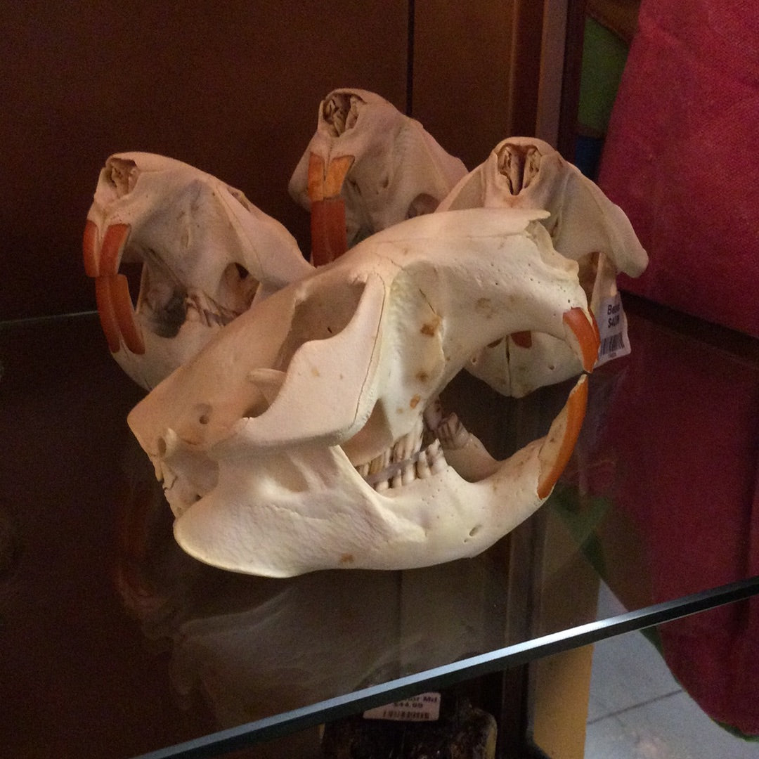 Beaver Skull