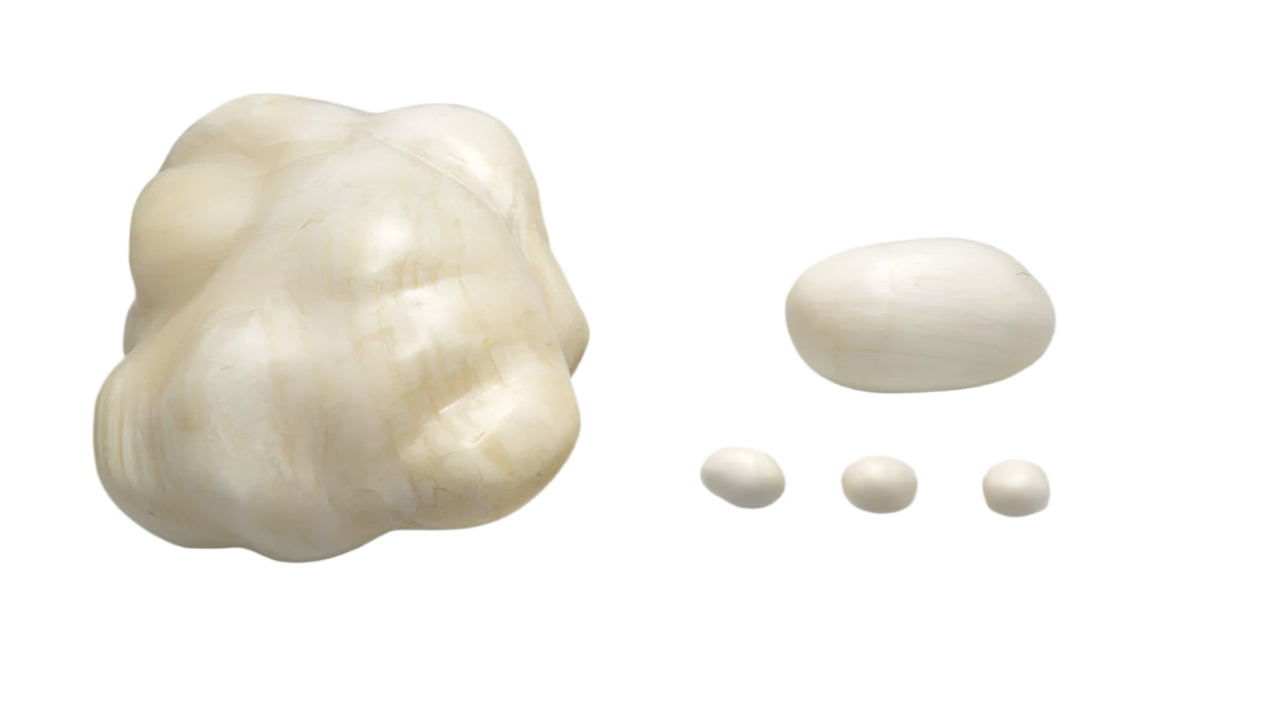 Polished Tridacna Shell