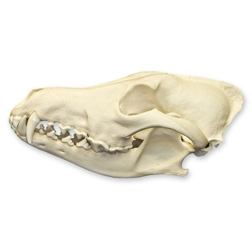 Coyote Skull