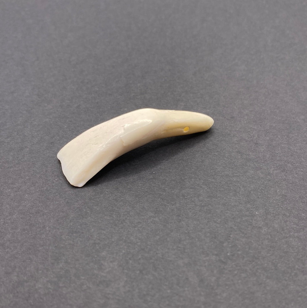 Buffalo Tooth