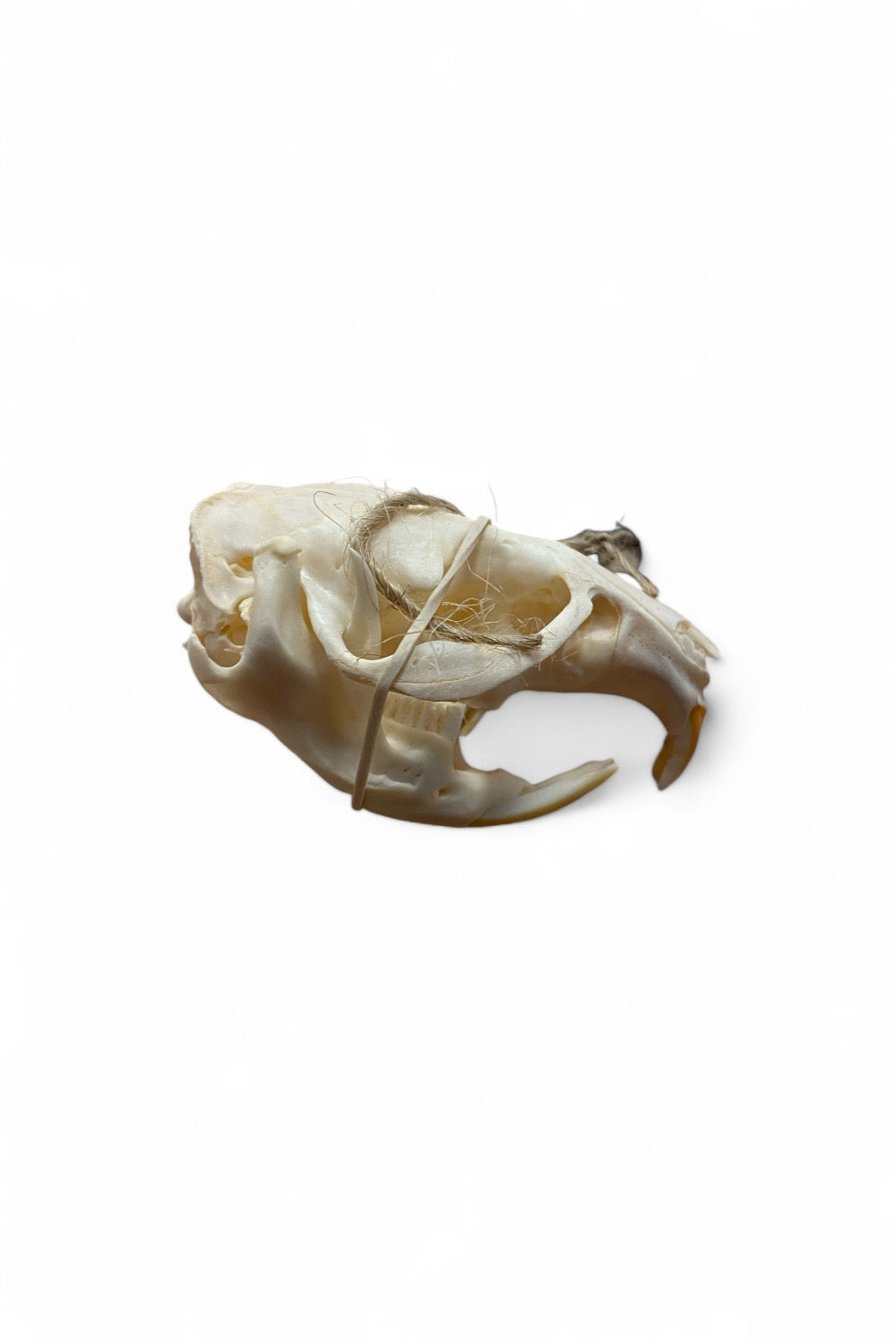 Muskrat Skull