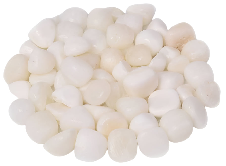 Polished Tridacna Shell