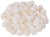 Polished Tridacna Shell