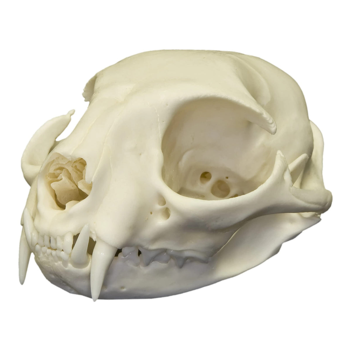 Cat Skull