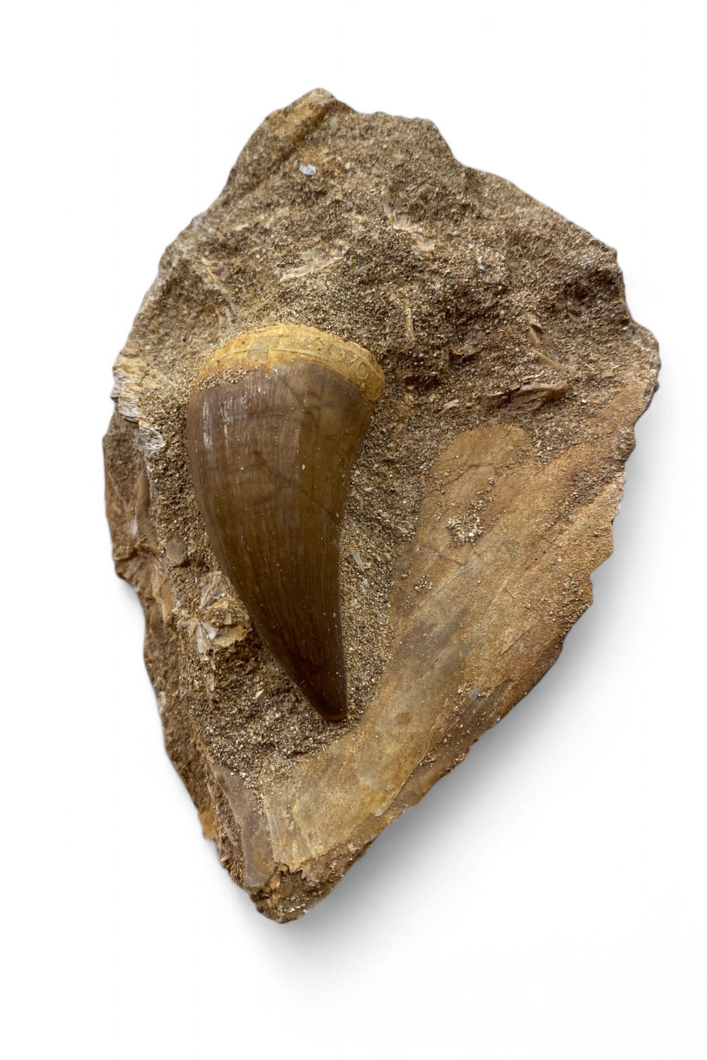 Mosasaur Tooth in Matrix