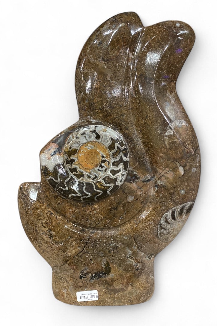 Ammonite Stand