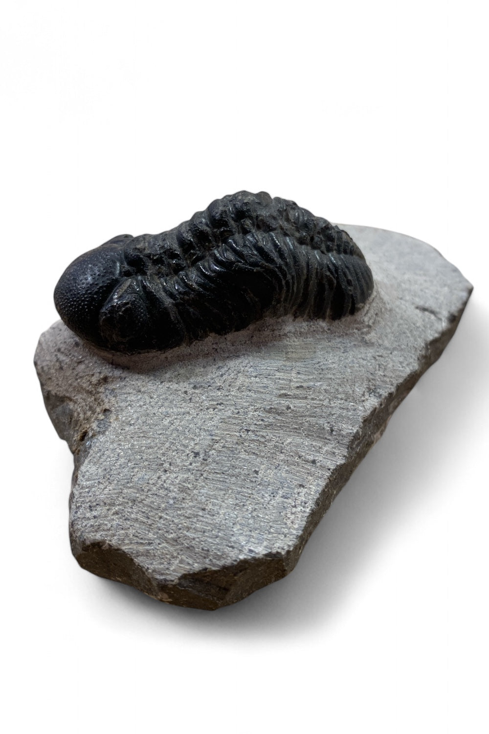 Metacantina Trilobite