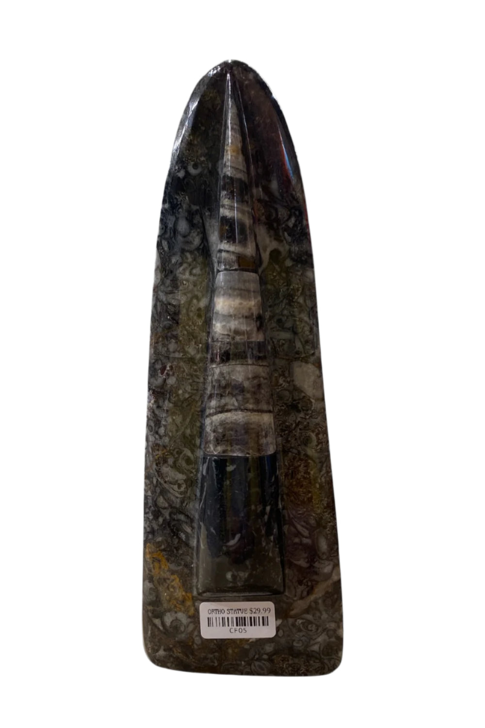 Orthoceras Single Stand