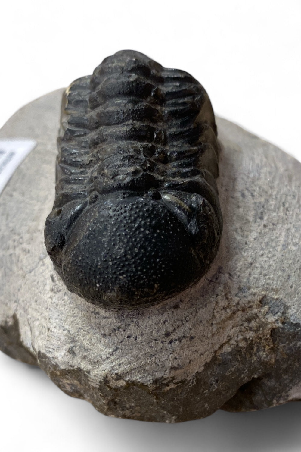 Metacantina Trilobite