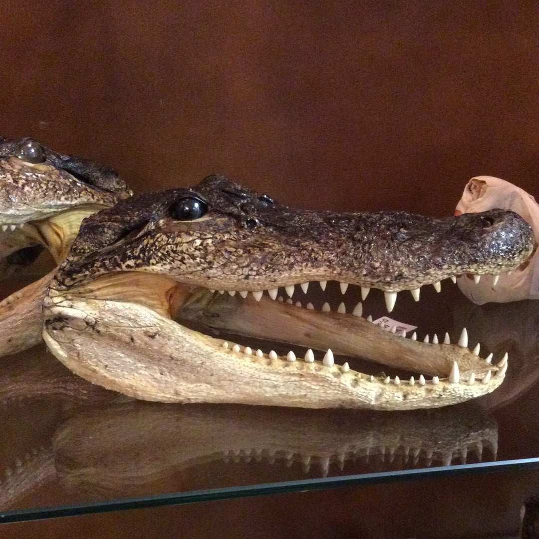 Alligator Head