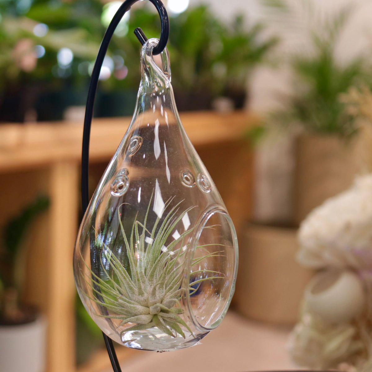 Air Plant